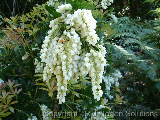 Pieris white 